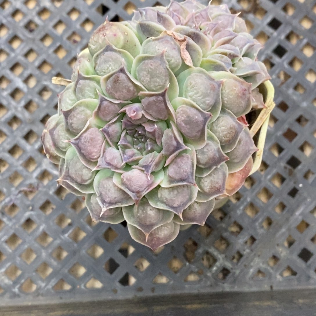 精品多肉一物一拍不包整41