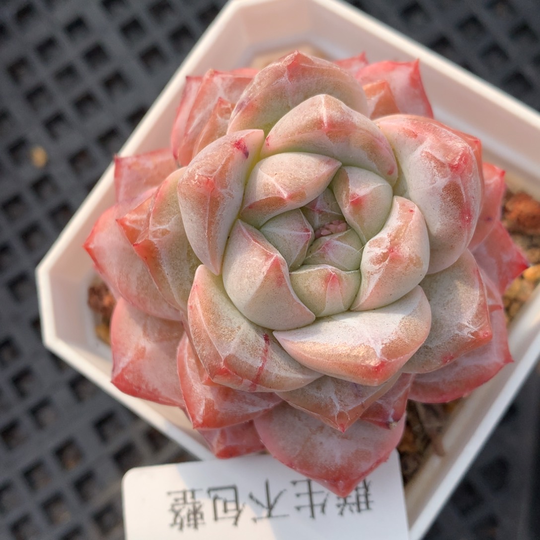 0203-55 粉钻优选