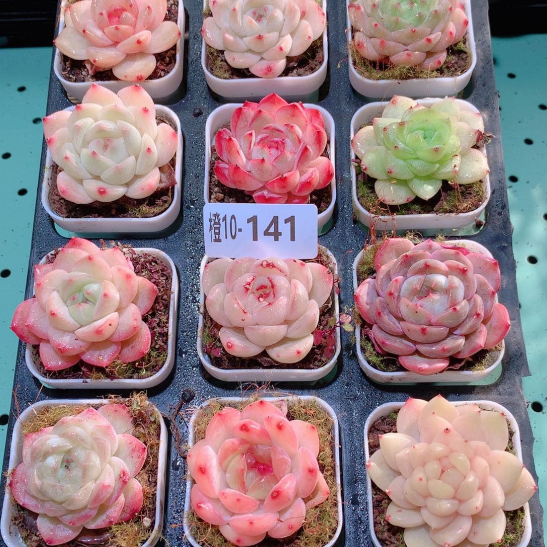 10-141一物一拍多肉带盆18颗