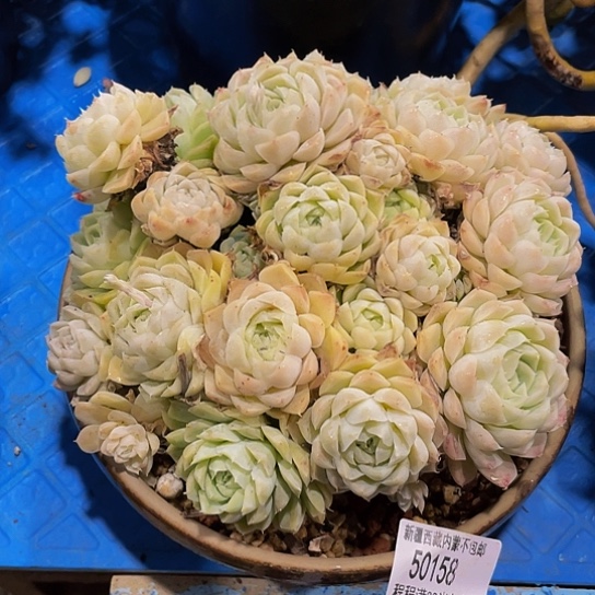 我**我奶油美人50158多肉