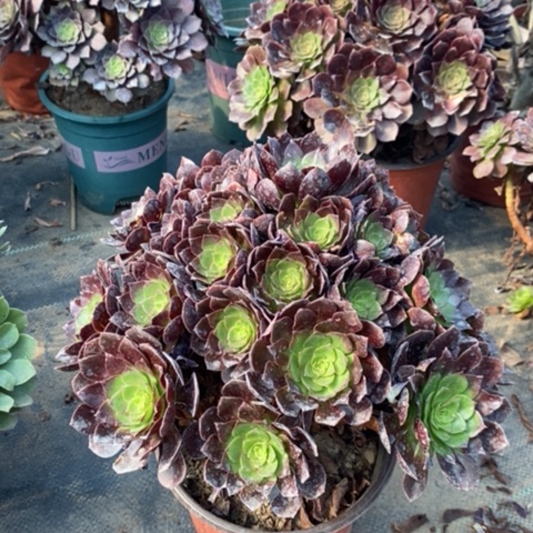 赤焰莲多肉植物015