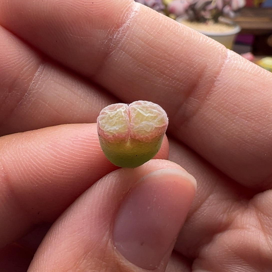 Y*Y672。青蛙种源小春见