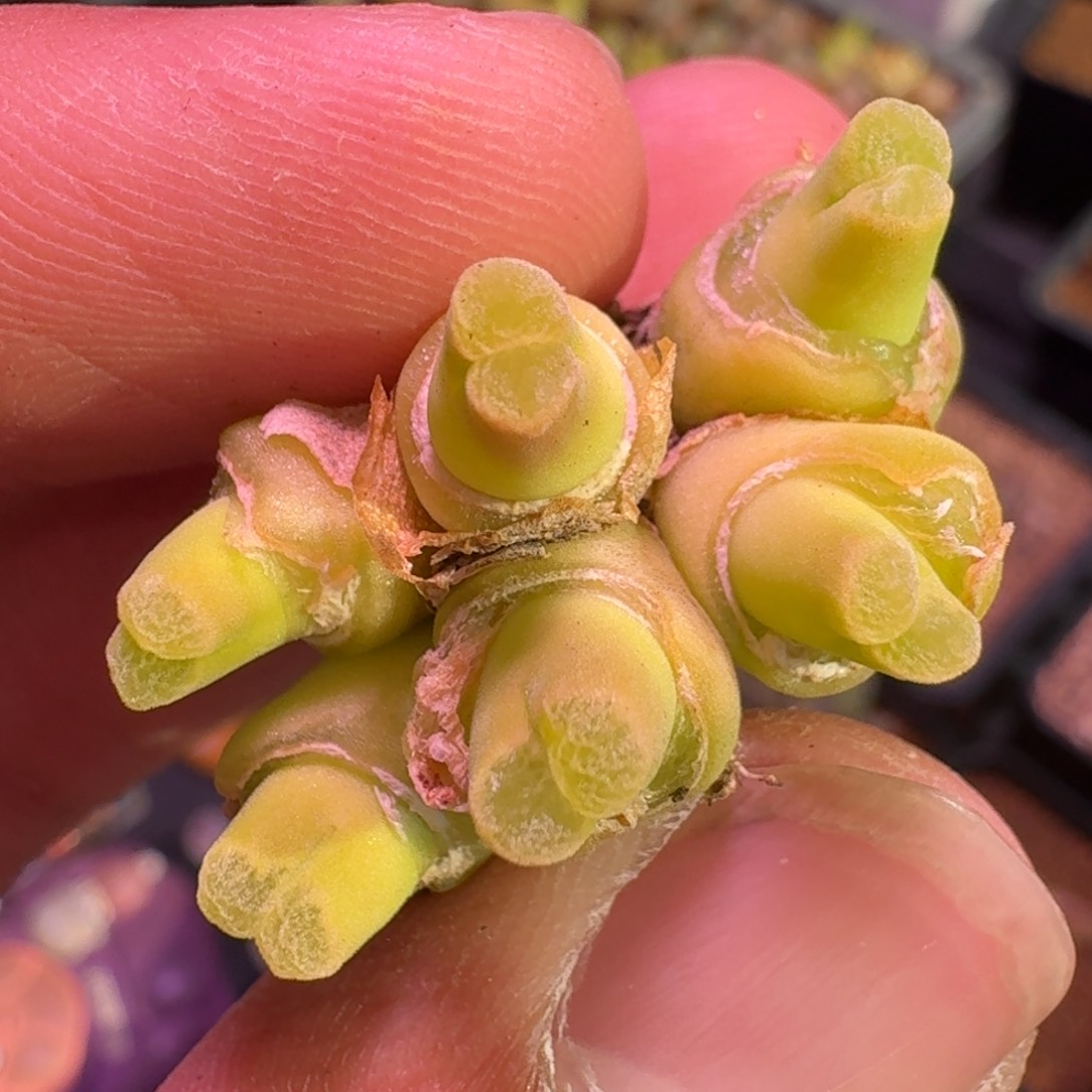 云缦精品番杏10.17粉绒窗佛肚 六头