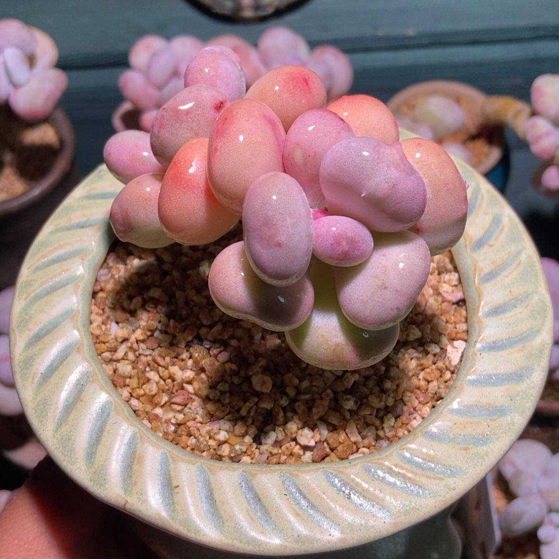 油煎多肉植物一物一拍