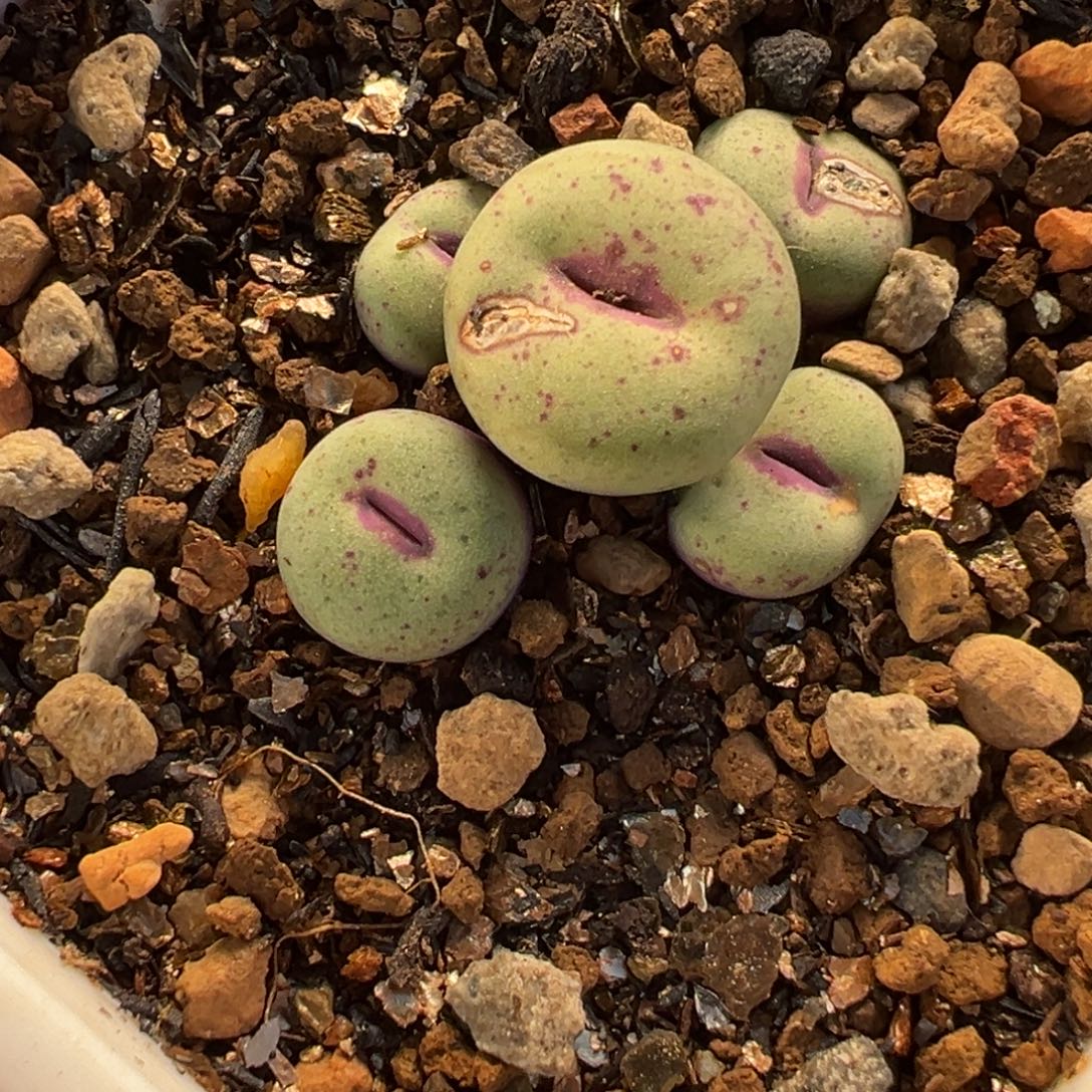 慕***若541多肉植物种类多样