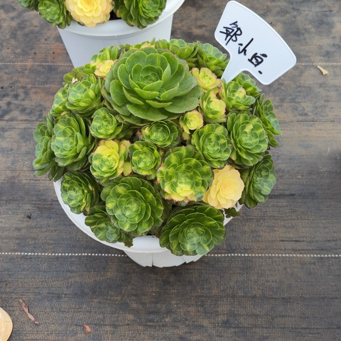 邹***白无花朵bzbxbszbsbsbsbsbsbbsbs