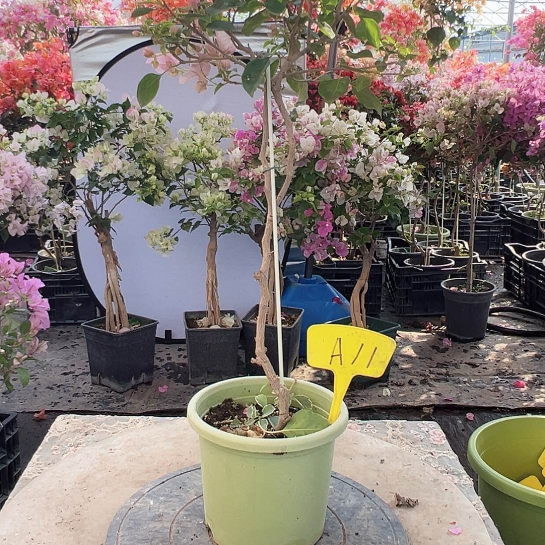 花***夏大部分花苞少量开放A11暗斑丽人