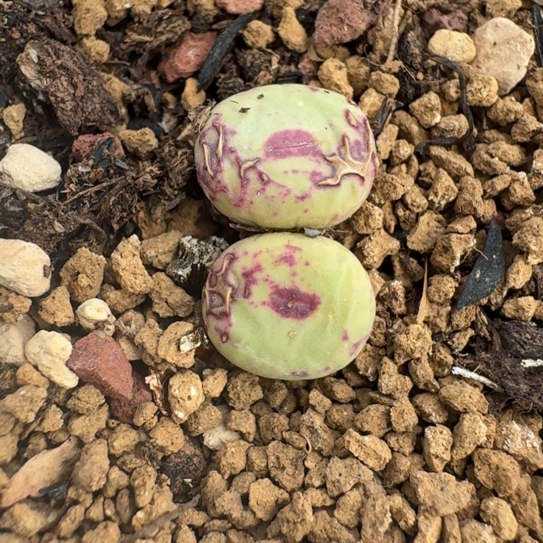 510产地中嘴带盆发货