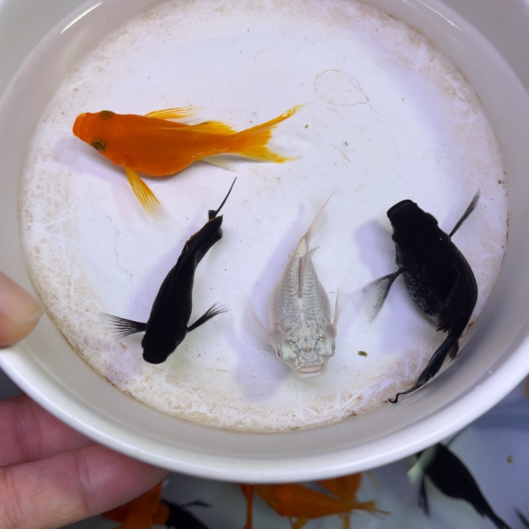海水玛丽球种鱼3母1公买3条送1条备损入缸不赔付