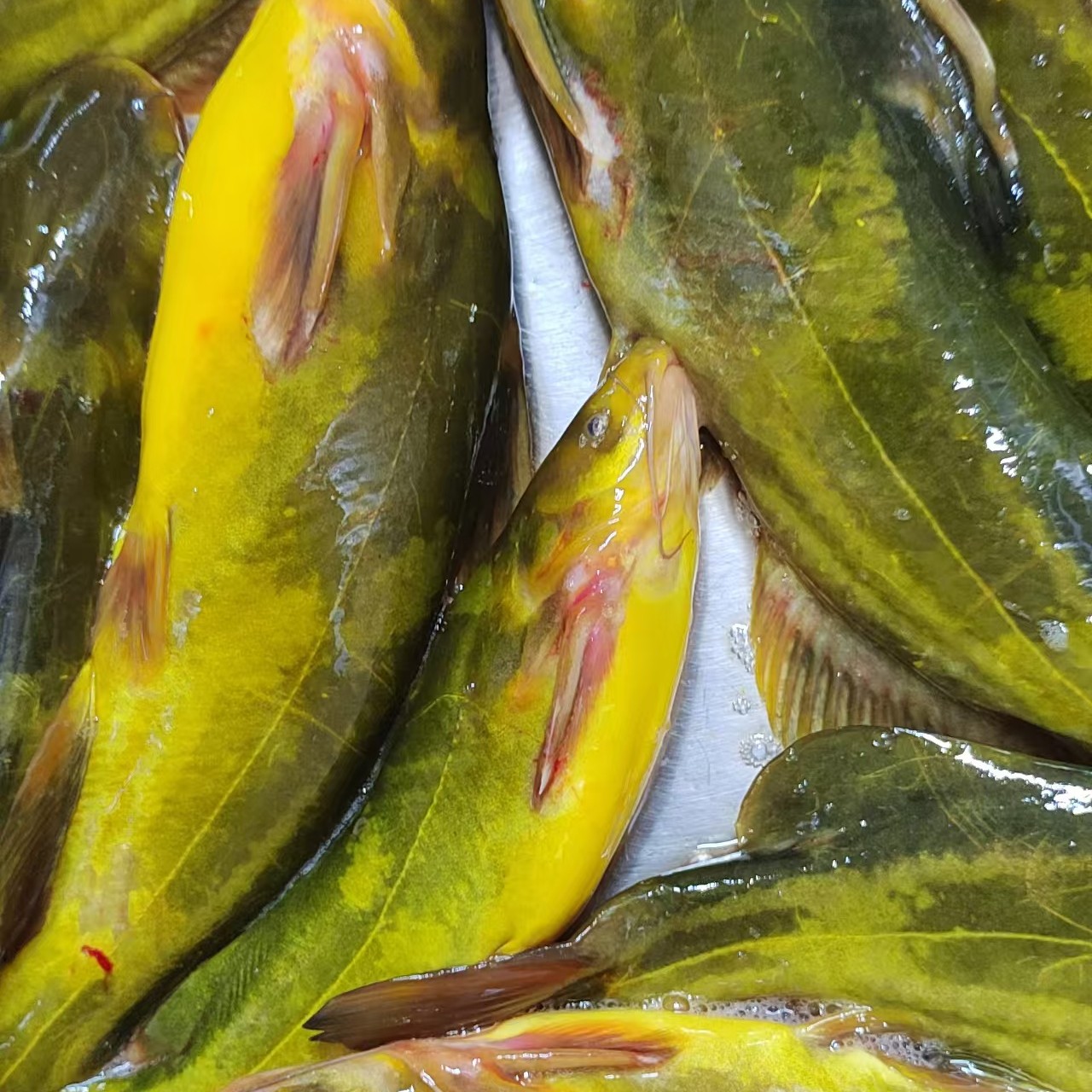 东北  冰下 嘎牙子鱼速冻锁鲜包邮，