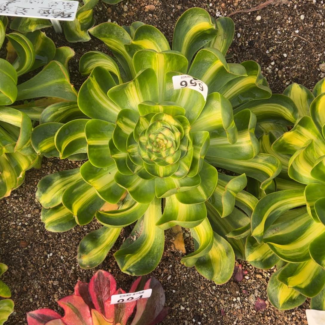999暴君多肉植物