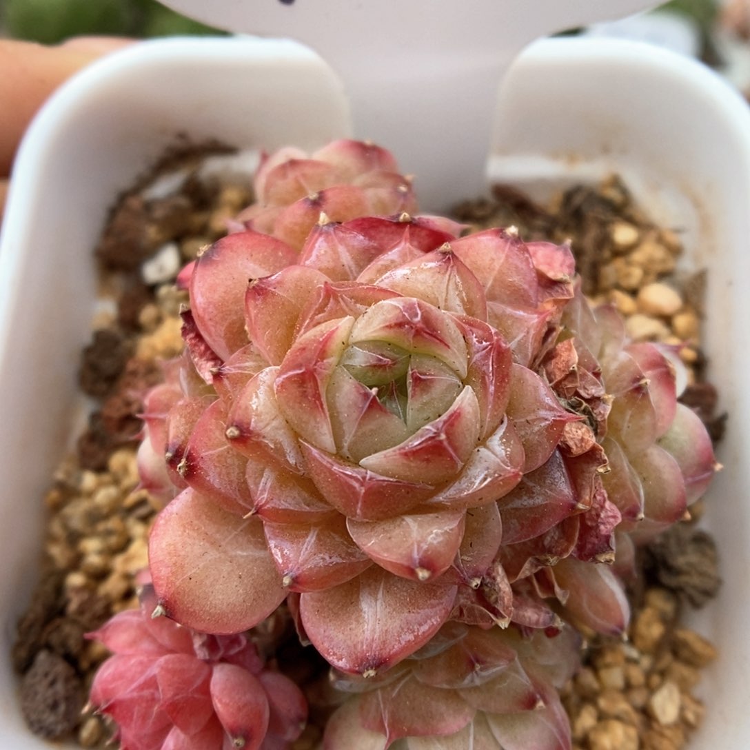 缤纷珍妮群生763号