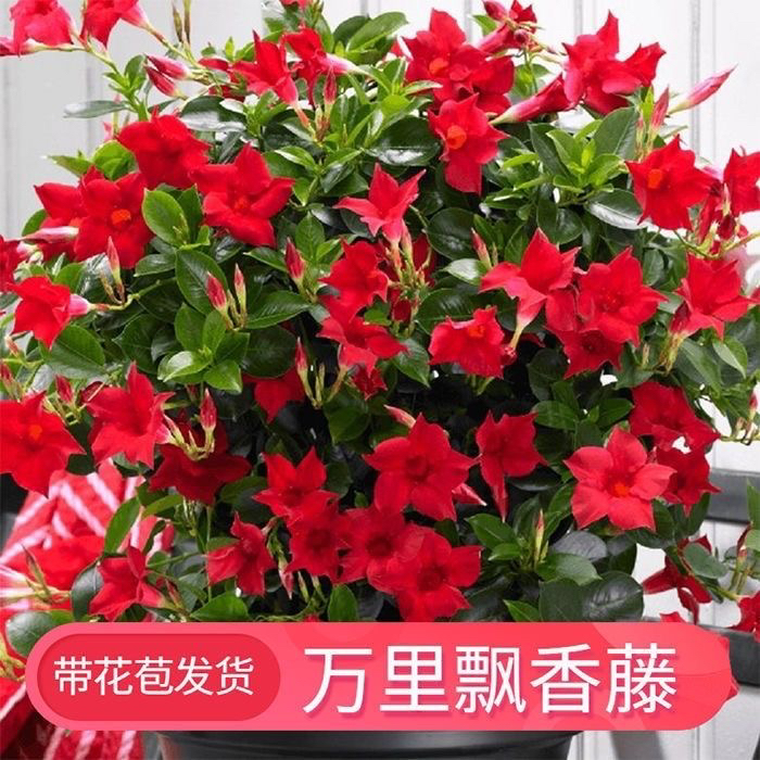 万里飘香藤四季开花浓香型室内外盆栽地栽庭院爬藤花卉植物