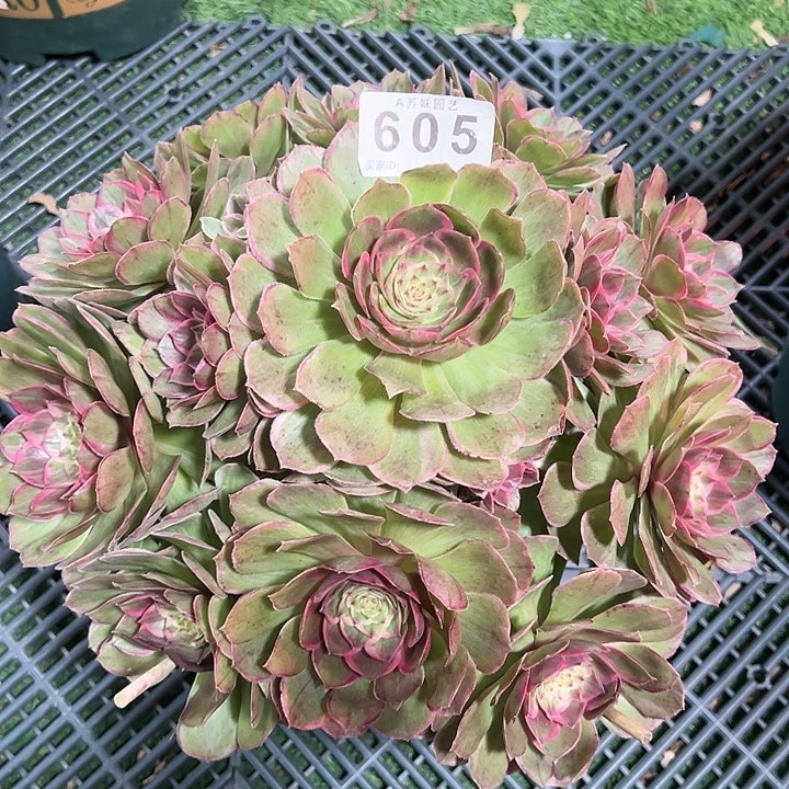 605莲花座多肉植物