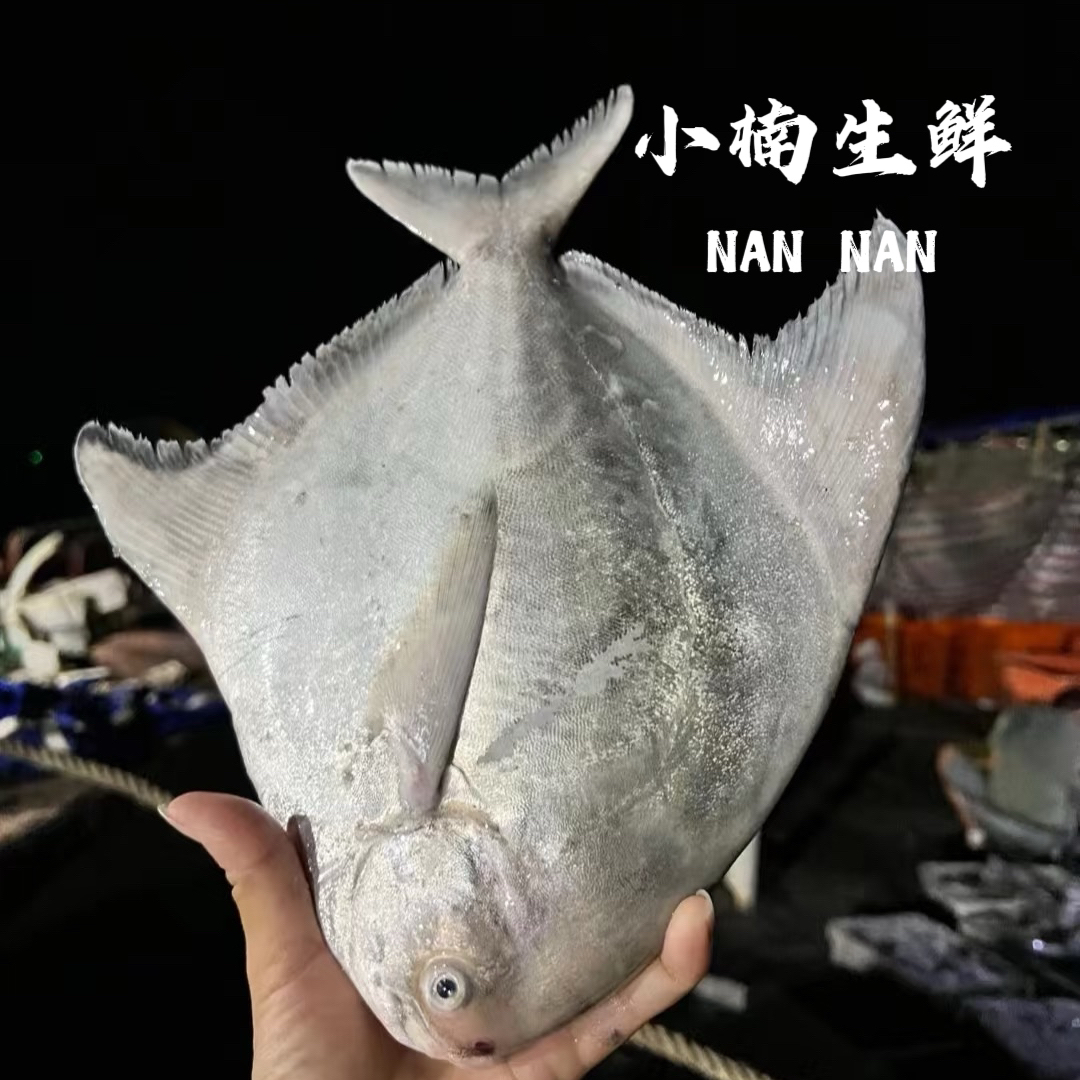 冰鲜野生大平鱼 品质新鲜 肉嫩鲜美（多规格可选）处理备注
