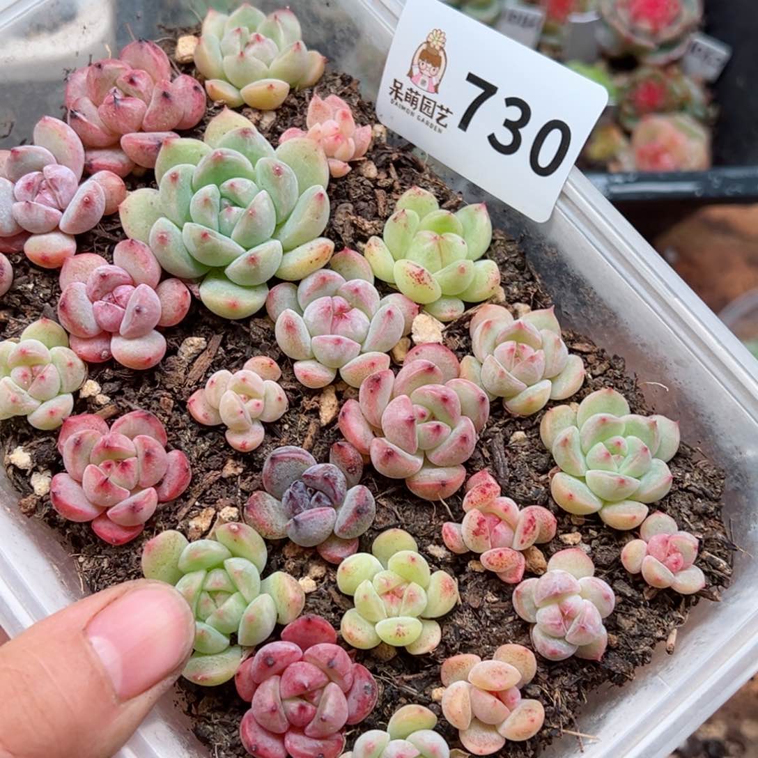 多肉植物多肉植物