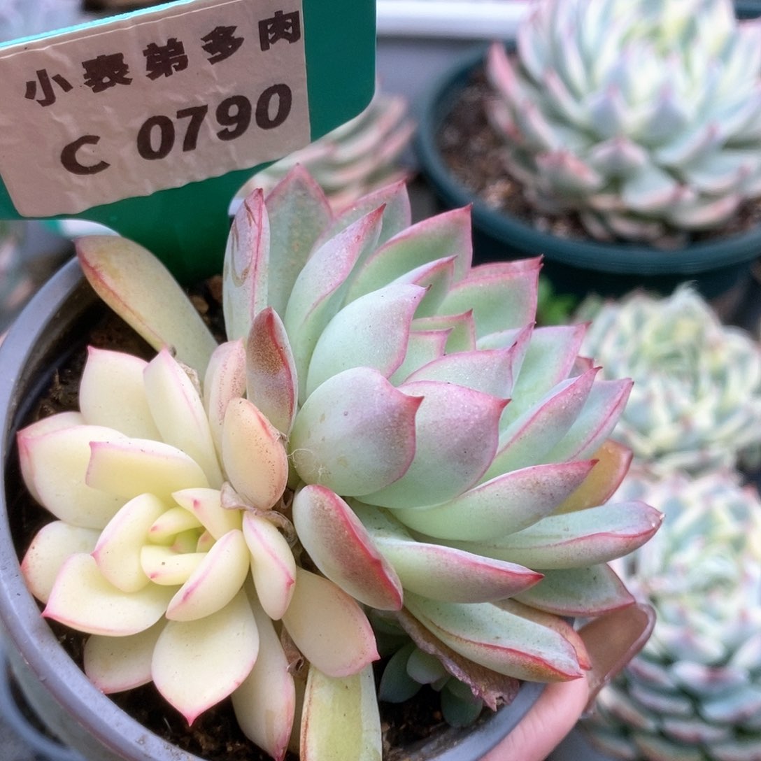 790雨燕座锦锦锦锦锦