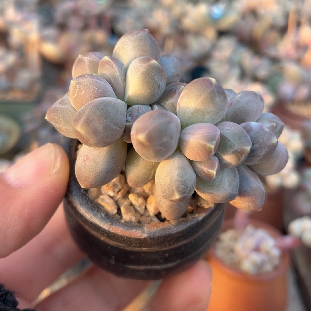 星空男人 脱土发货 4口盆