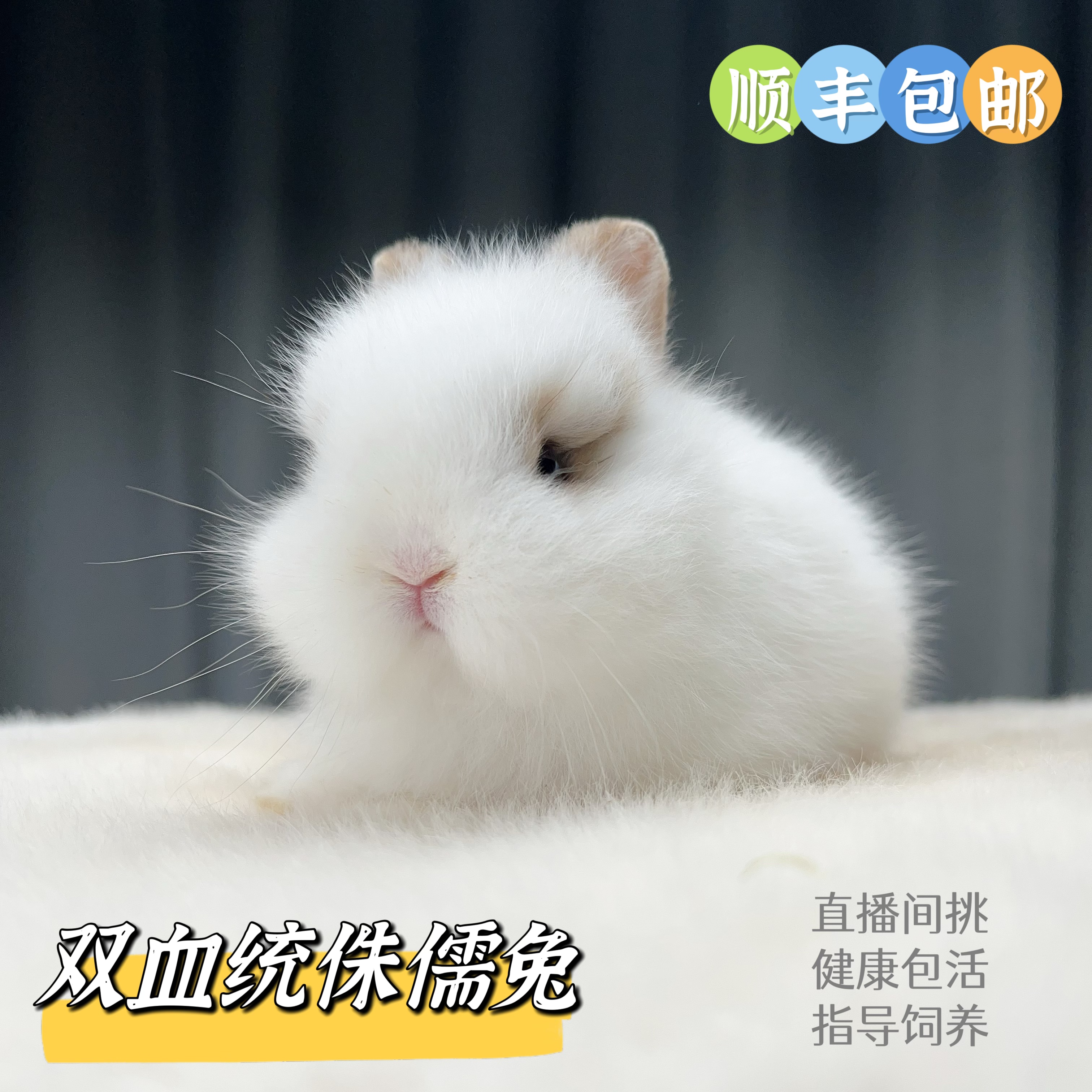 双血统宠物侏儒兔花花兔