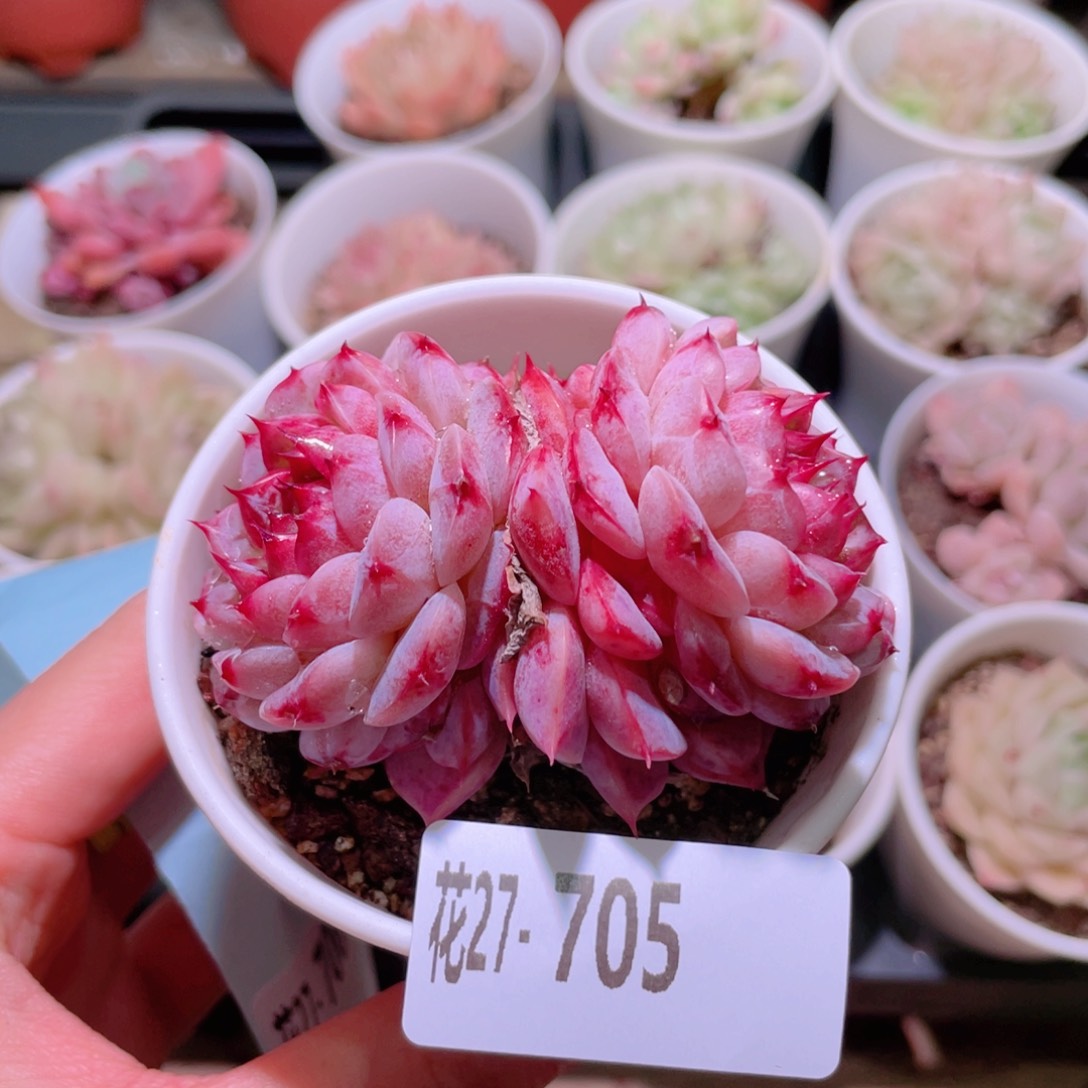 花利美27-705天鹅绒