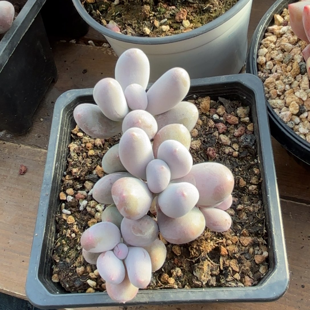 无花朵米可奶无砍特价