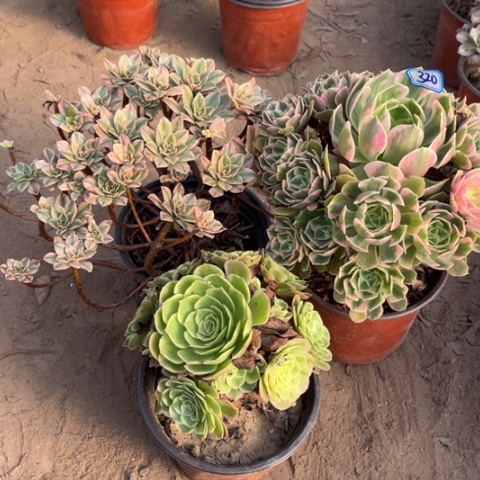 320多肉植物组合，