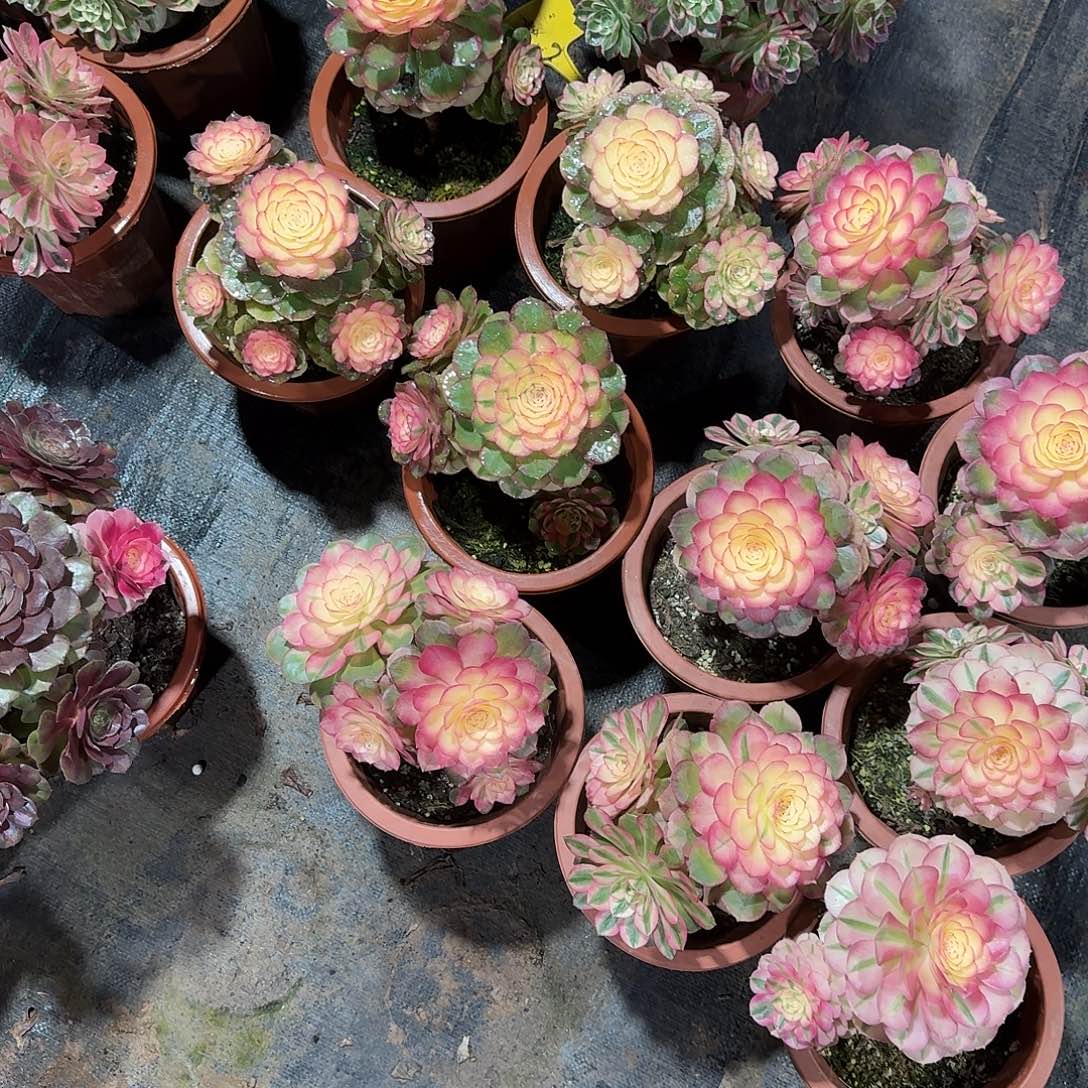 爱***艺荔枝五个法师a99999