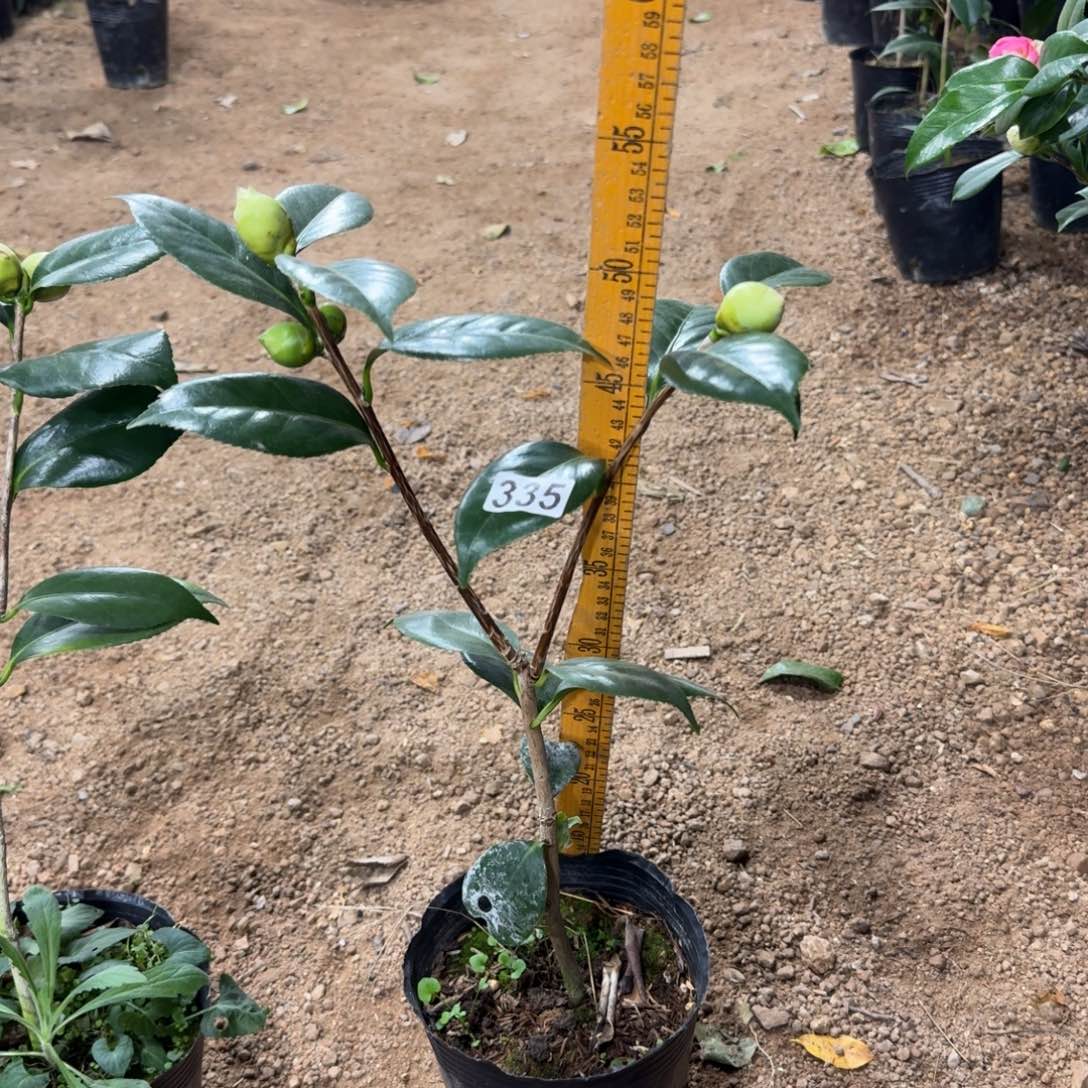 少量花朵（建议范围：2朵-5朵 或40%以下）335戴氏