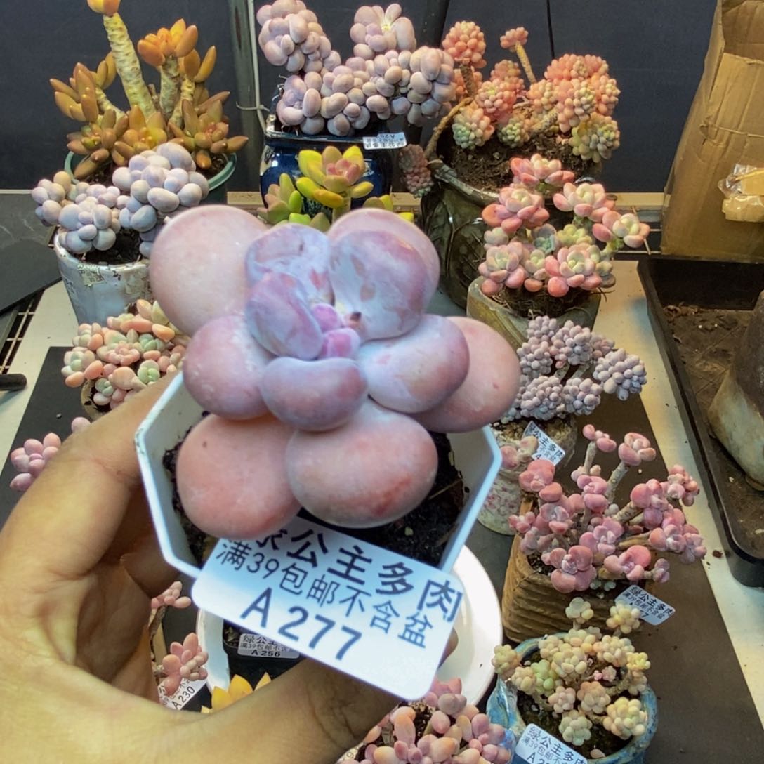 277橙雪球多肉4cm