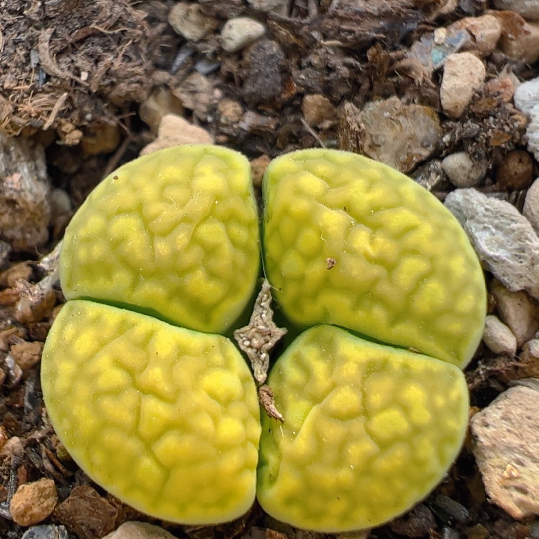 97多肉植物百科知识