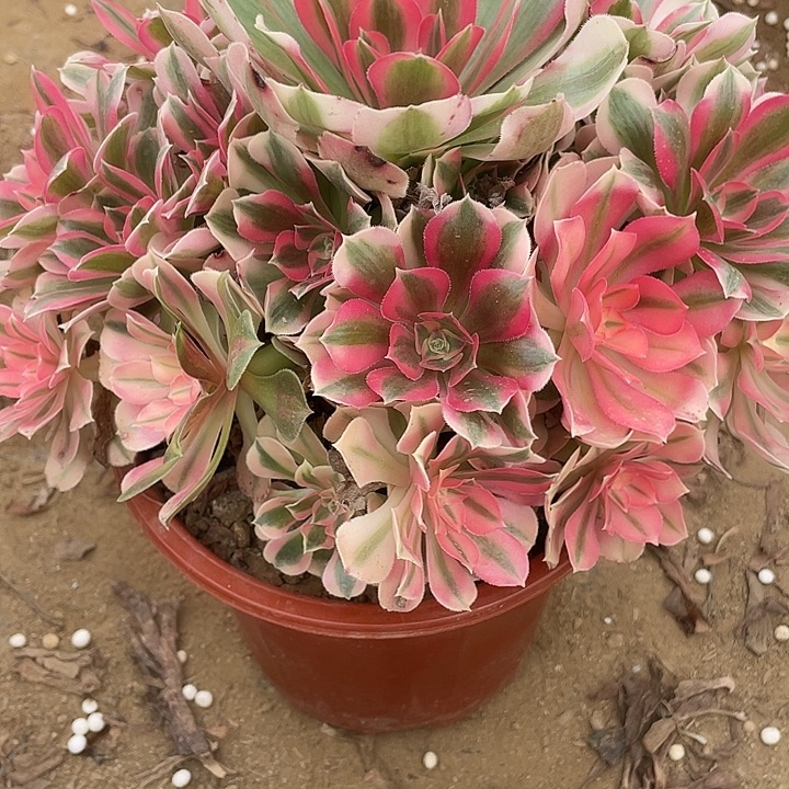 791粉女巫对肉植物