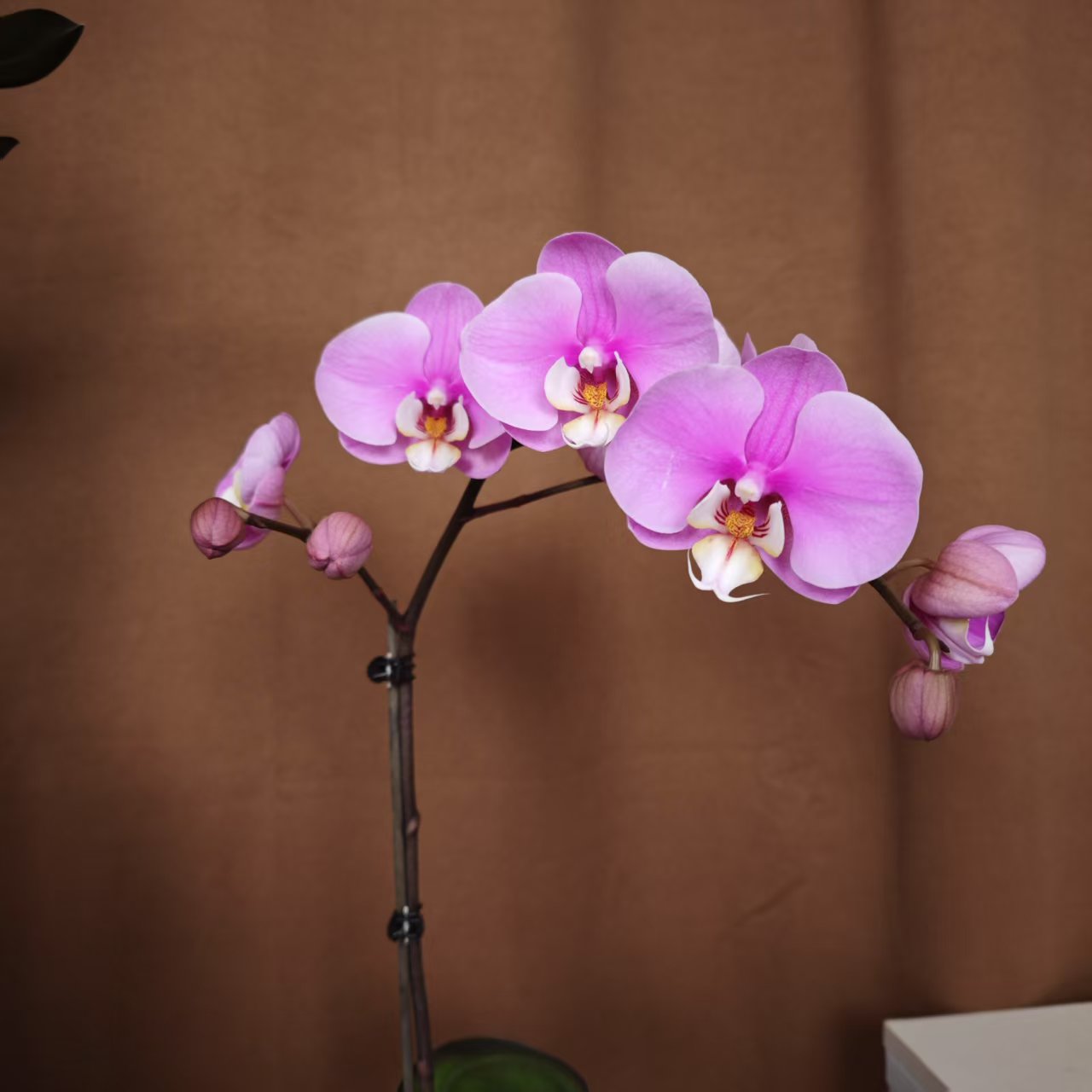 蝴蝶兰【安娜】精品观花盆栽昆明基地直发