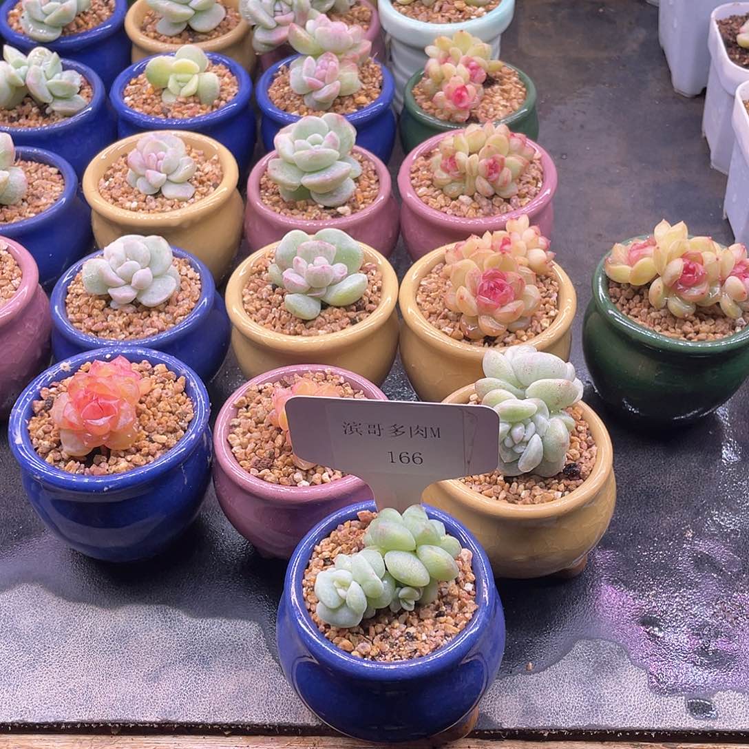 我**缘滨哥多肉M166冰玉白锦