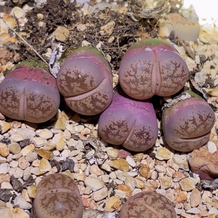 4800000088870878888888