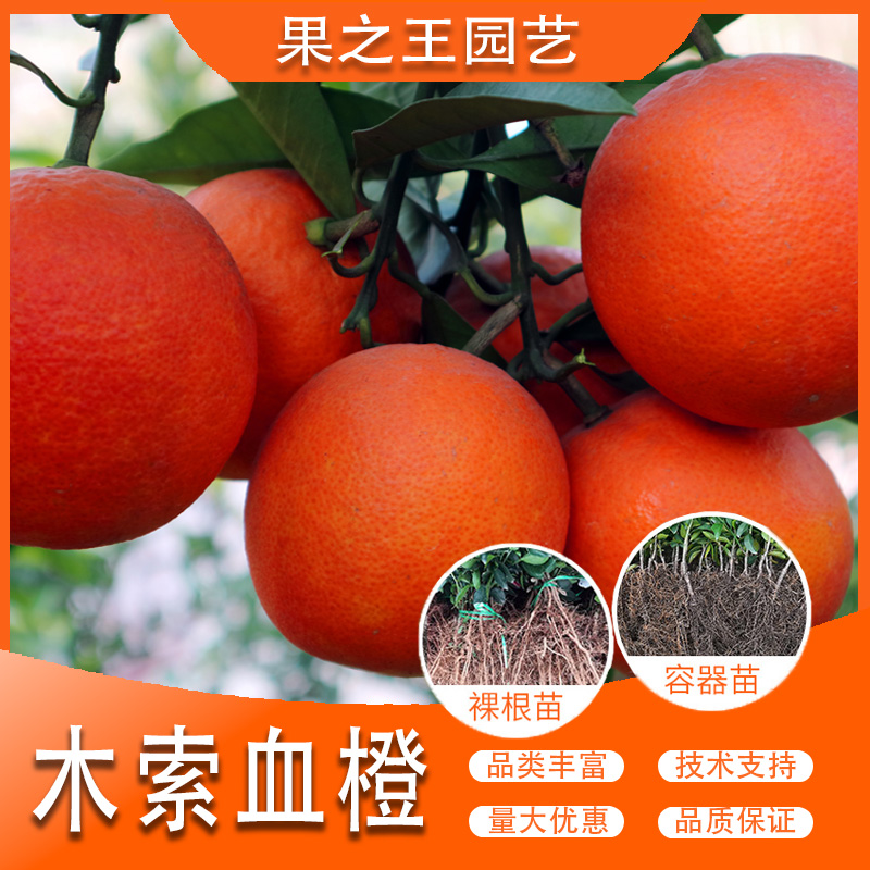 果之王【木索血橙】盆栽地栽正宗嫁接晚熟耐寒南北种植柑橘苗