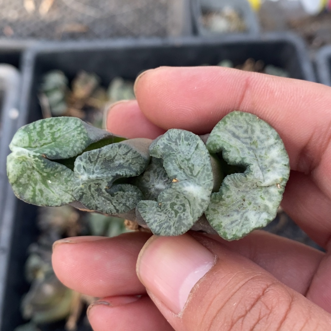 一颗实生牛叉玉扇。  