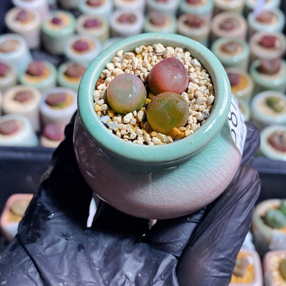 3879--一物一拍 带盆 1801.1蟠桃