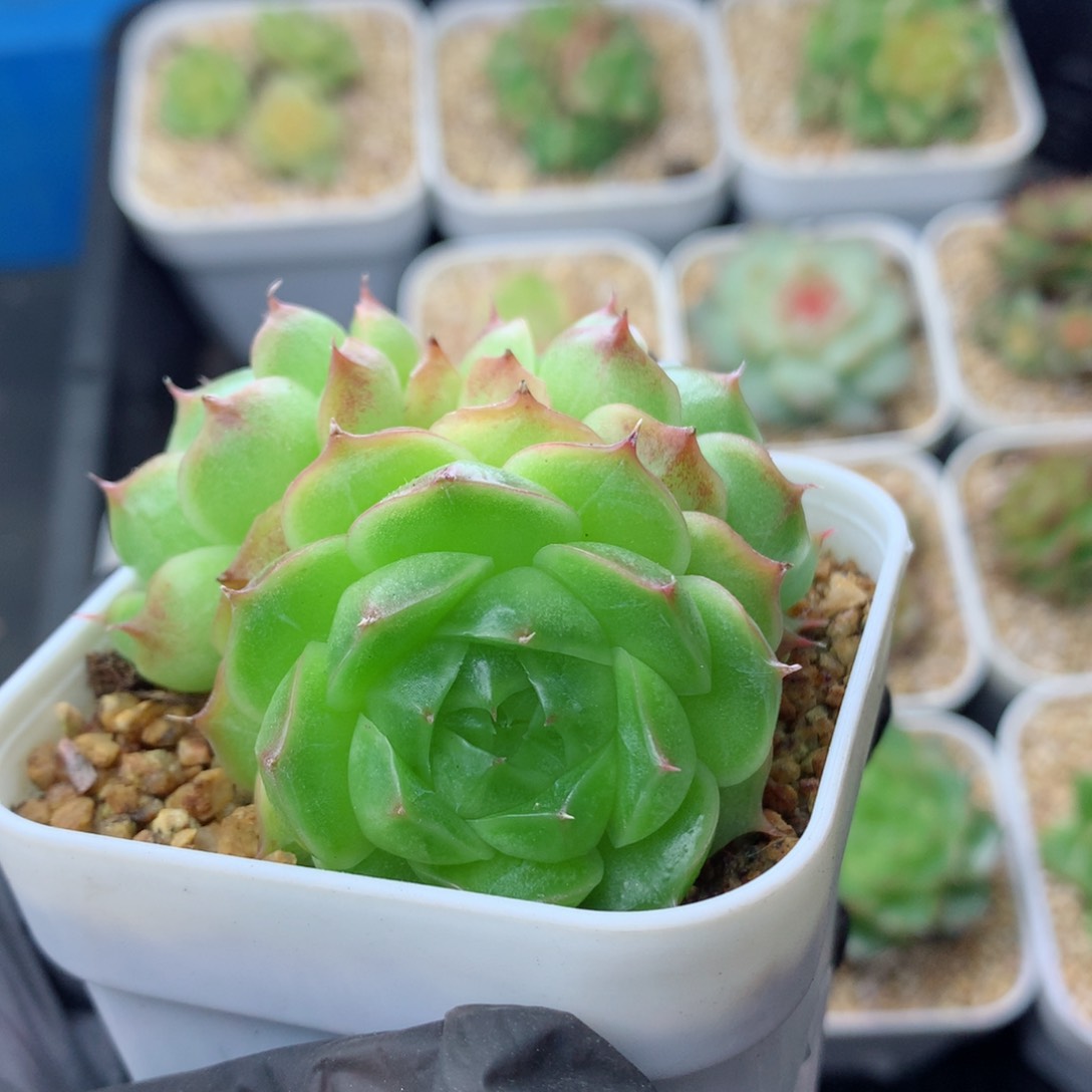 58包邮  群生不包整麦秆群33