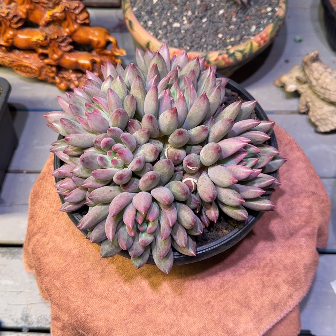 虞美人多肉植物一物一拍