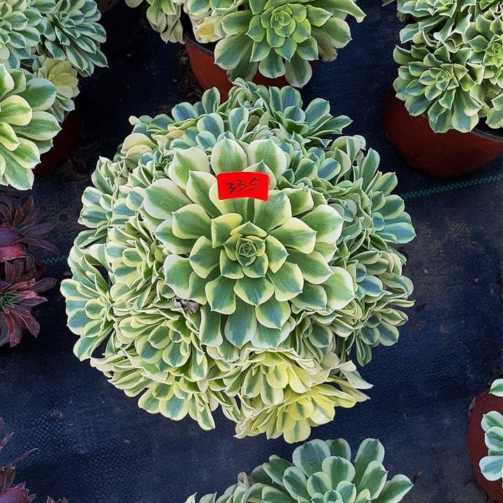 绿豆沙法师一个335号