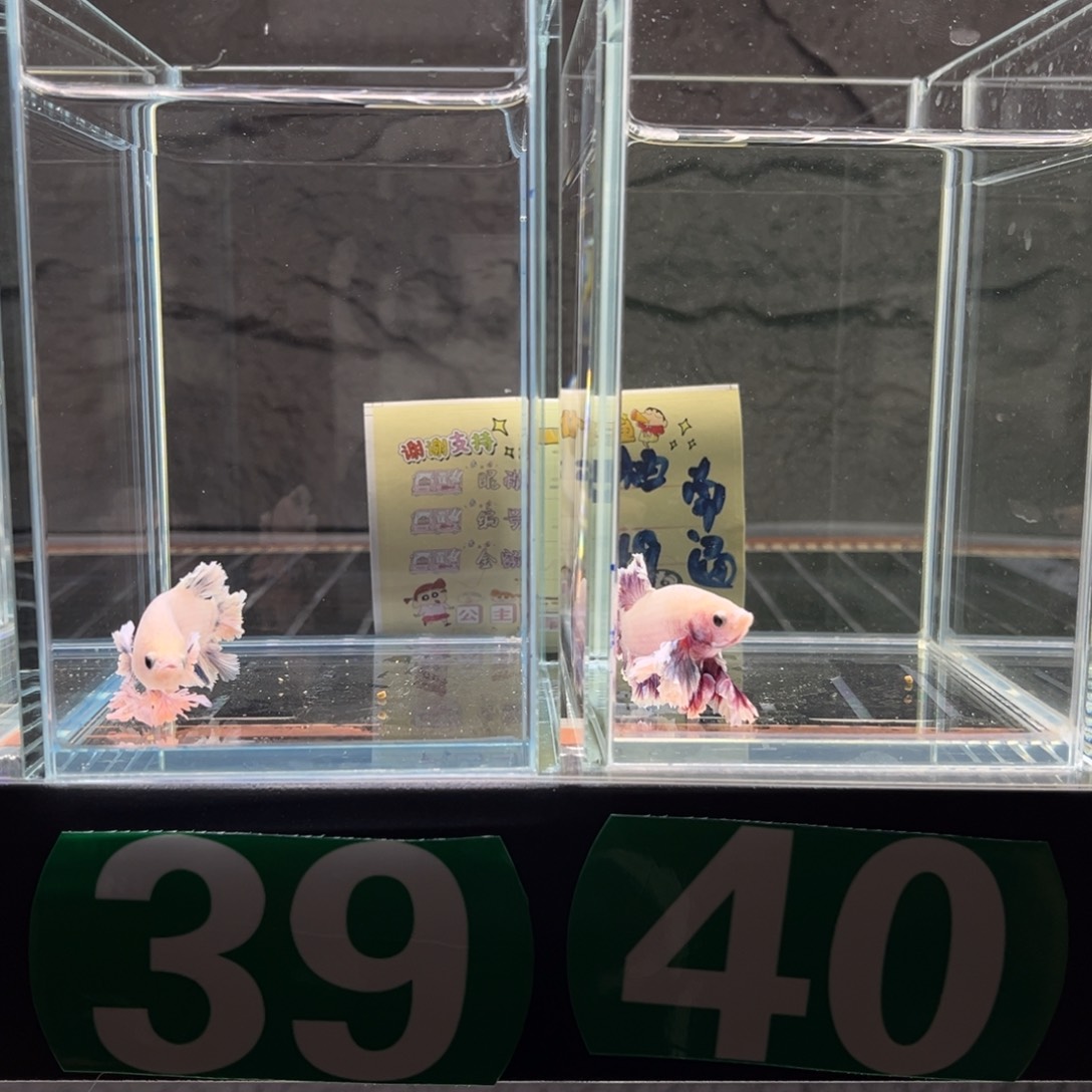 海水鱼21和40两条南通甜柚老板