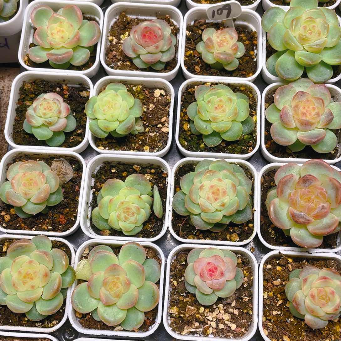 T109 甜心单头盆一个满25包邮