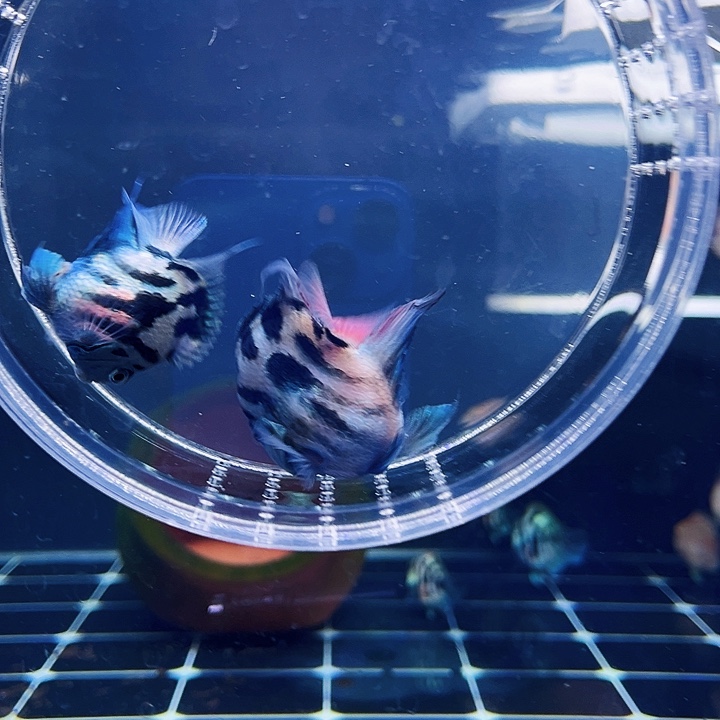 鹦鹉鱼起头娃娃脸基因宝蓝种鱼