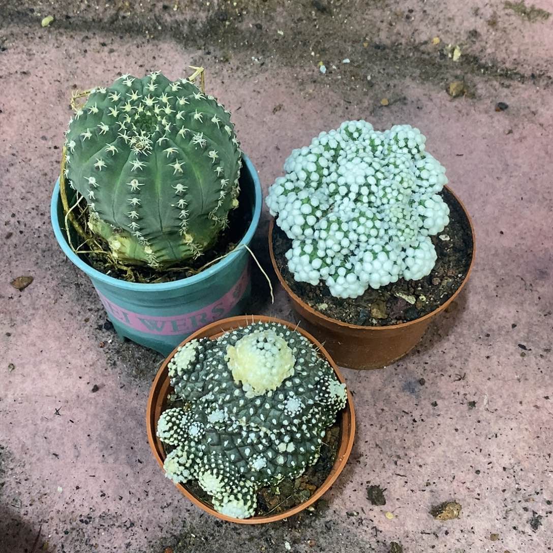 无花朵组合款明日香姬墨蝶群瑞昌玉