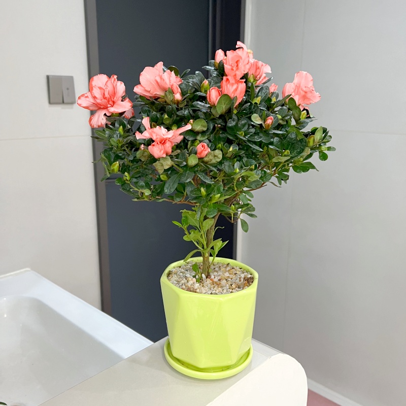 【喜半阳】杜鹃花带花苞室内绿植盆栽阳台客厅花卉好养活年宵花绿植