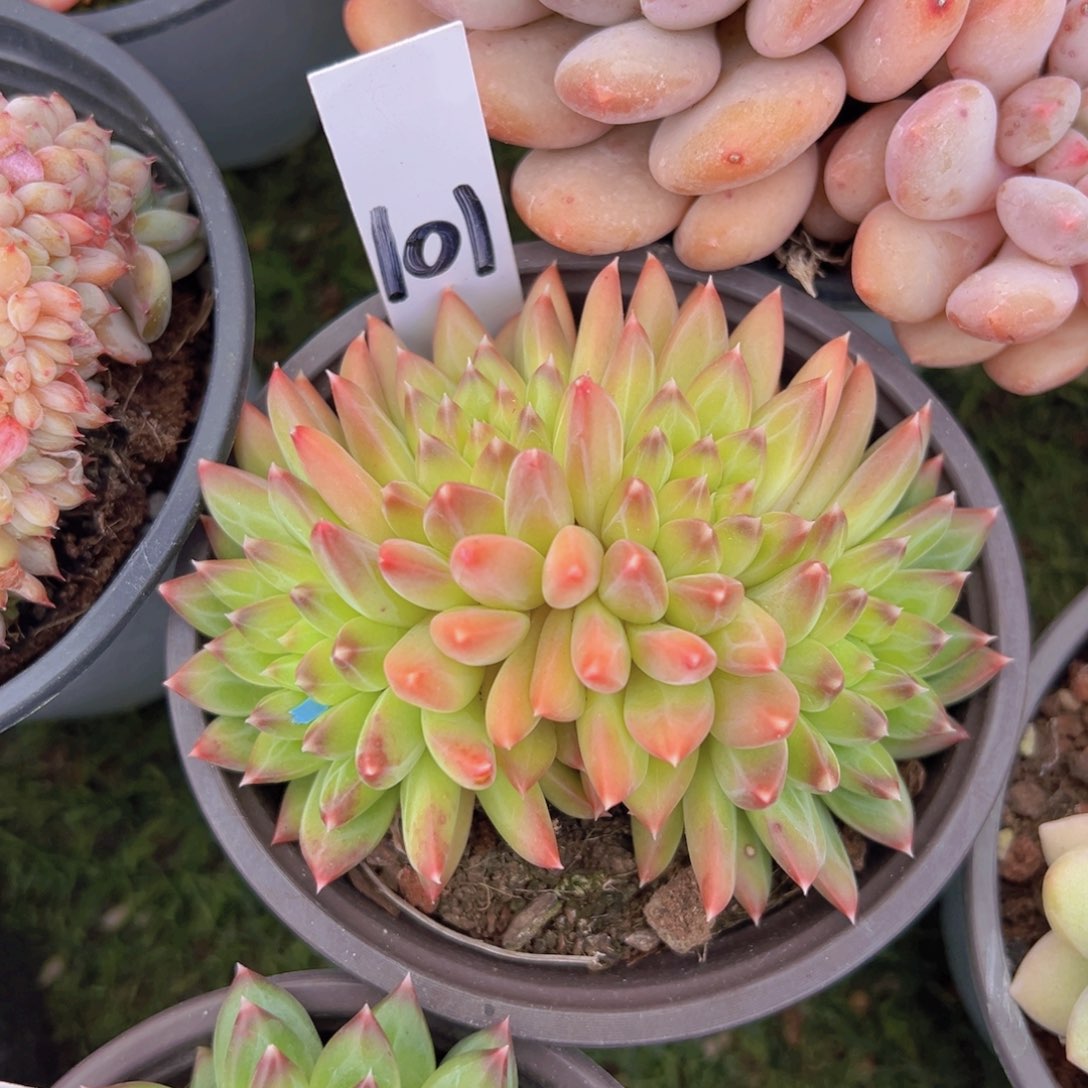 香玉的故事是一个人的故事吗