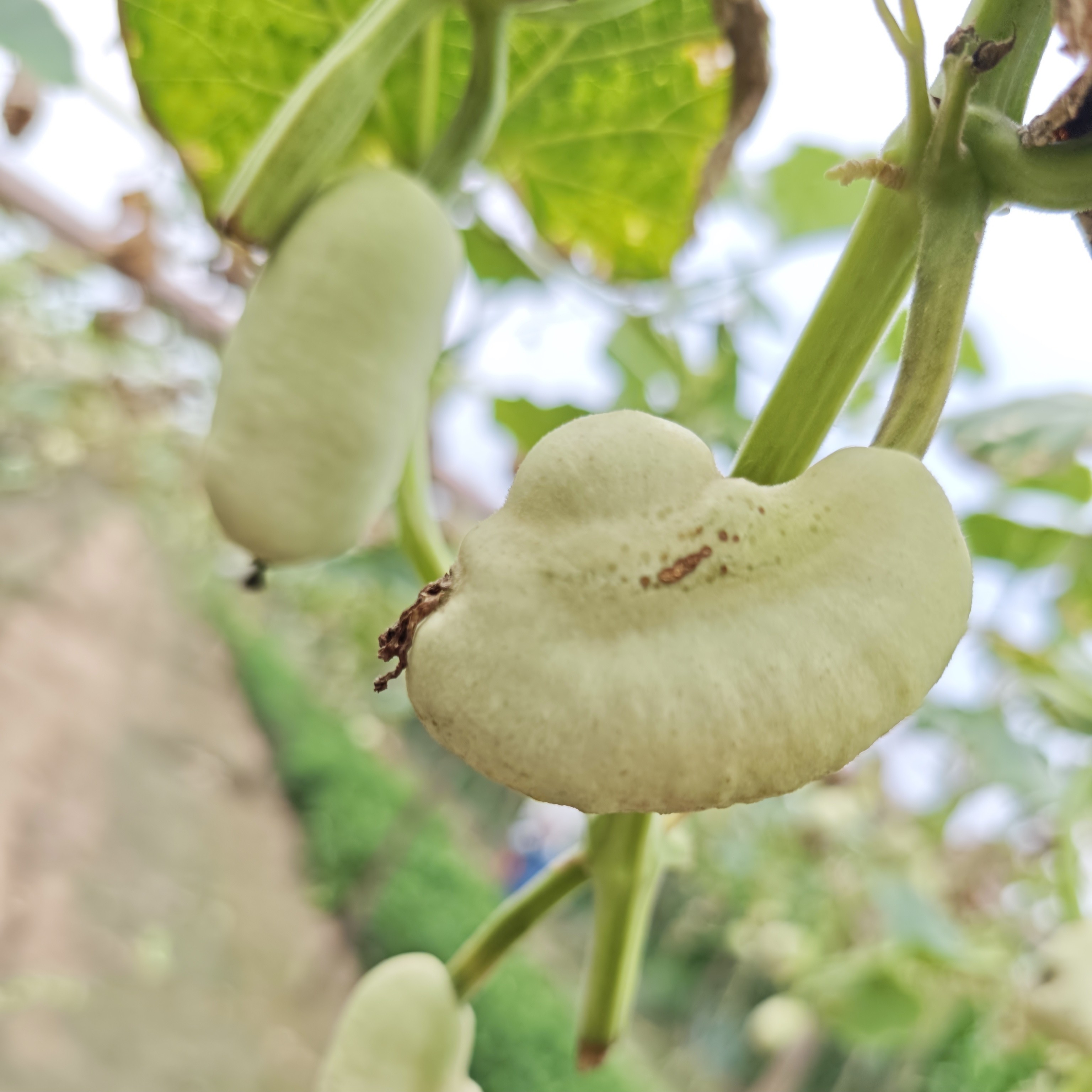 5 精品土豆文玩葫芦手把件