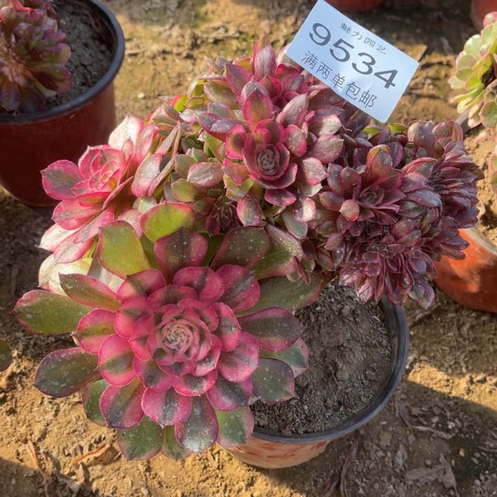 9534荔枝放的人多肉的