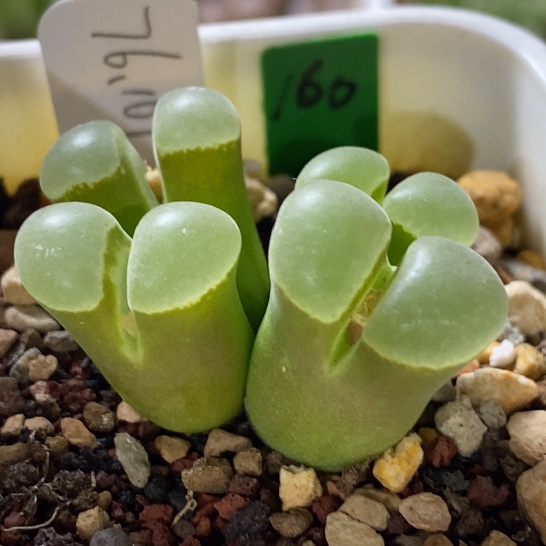 好看好看好看风铃