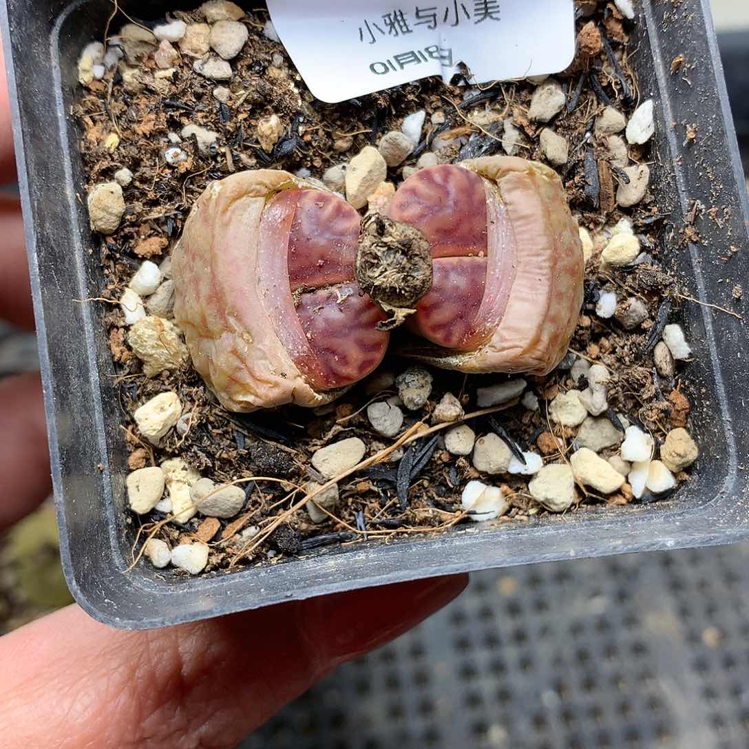 C783多肉植物保护研究所